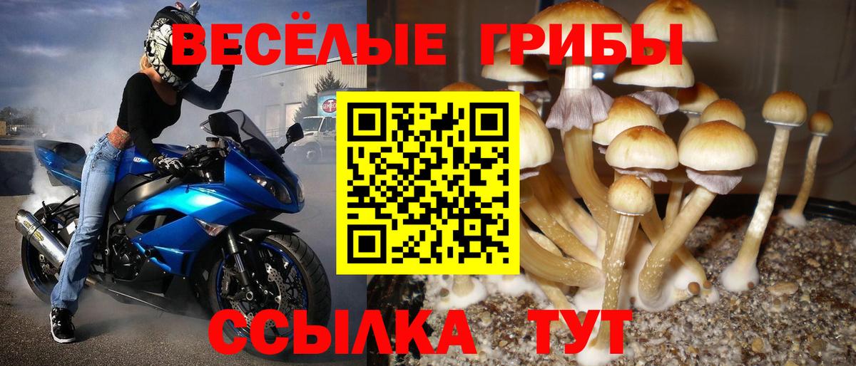 где продают   Вход с VPN  Киров  Галлюциногенные грибы GOLDEN TEACHER 
